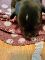 Female 1, a female Chihuahua for sale in Nampa, ID – Photo 1 of 3