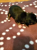 Female 1, a female Chihuahua for sale in Nampa, ID – Photo 3 of 3