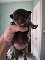 Female 1, a female Chihuahua for sale in Nampa, ID – Photo 3 of 4