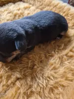 Female 1, a female Chihuahua for sale in Nampa, ID – Photo 2 of 4