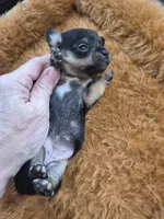 Female 1, a female Chihuahua for sale in Nampa, ID – Photo 4 of 4