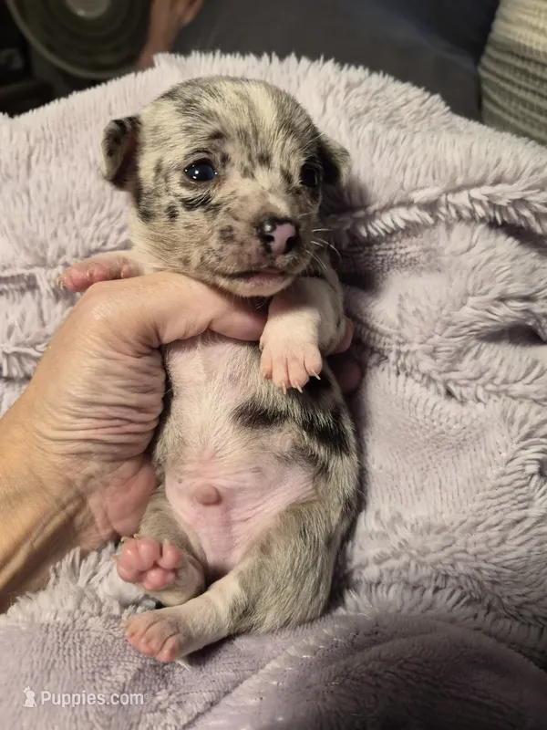 Male 2 – Chihuahua puppy for sale in Nampa, ID