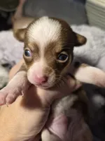 Male 1, a male Chihuahua for sale in Nampa, ID – 4 of 4