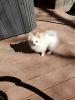 Upcoming litter, a female Chihuahua and Pomeranian for sale in Nampa, ID – Photo 1 of 3