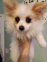 Upcoming litter, a female Chihuahua and Pomeranian for sale in Nampa, ID – Photo 2 of 3