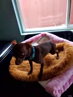 Upcoming litter, a female Chihuahua and Pomeranian for sale in Nampa, ID – Photo 3 of 3