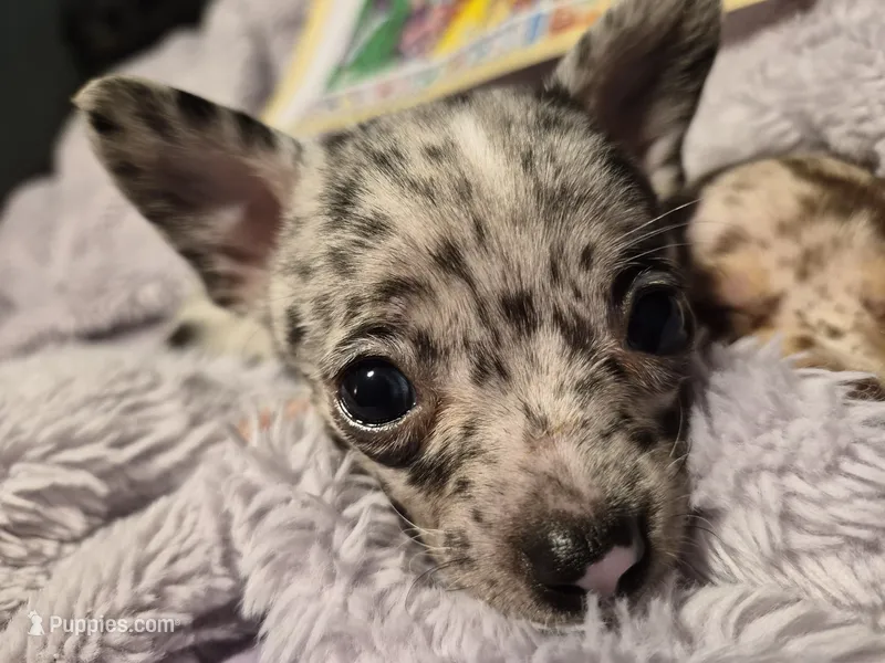 Male 2 – Chihuahua puppy for sale in Nampa, ID