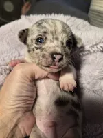 Male 2, a male Chihuahua for sale in Nampa, ID – 3 of 5