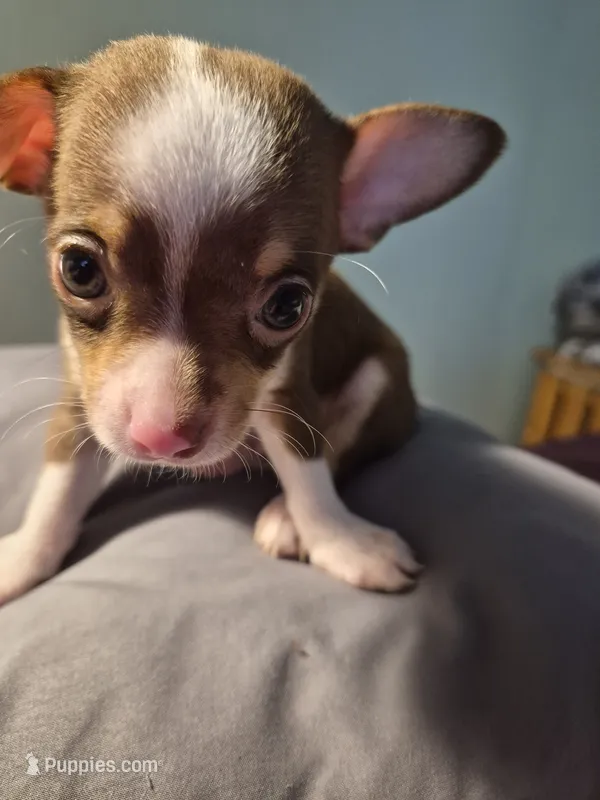 Male 1 – Chihuahua puppy for sale in Nampa, ID