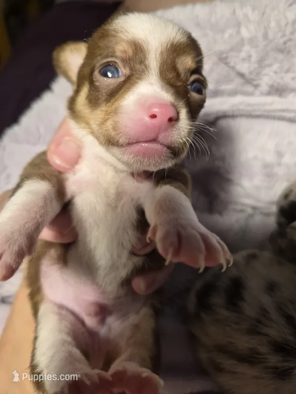 Male 1 – Chihuahua puppy for sale in Nampa, ID