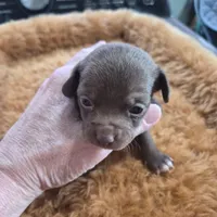 Female 2, a female Chihuahua for sale in Nampa, ID – Photo 2 of 6