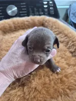 Female 2, a female Chihuahua for sale in Nampa, ID – Photo 1 of 5