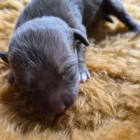 Female 2, a female Chihuahua for sale in Nampa, ID – Photo 5 of 6