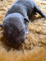 Female 2, a female Chihuahua for sale in Nampa, ID – Photo 4 of 5