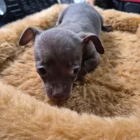 Female 2, a female Chihuahua for sale in Nampa, ID – Photo 1 of 6