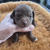 Female 2, a female Chihuahua for sale in Nampa, ID – Photo 3 of 6