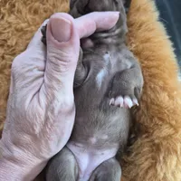 Female 2, a female Chihuahua for sale in Nampa, ID – Photo 4 of 6