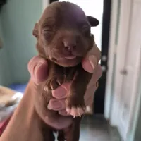 Female 2, a female Chihuahua for sale in Nampa, ID – Photo 6 of 6