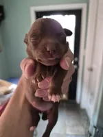 Female 2, a female Chihuahua for sale in Nampa, ID – Photo 5 of 5