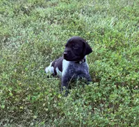 GSP Male #1, a male German Shorthaired Pointer for sale in Buckner, MO – 3 of 5