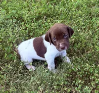 GSP Male #6, a male German Shorthaired Pointer for sale in Buckner, MO – 4 of 5