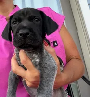 GSP Male #1, a male German Shorthaired Pointer for sale in Buckner, MO – 2 of 5