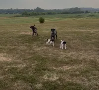 GSP Male #2, a male German Shorthaired Pointer for sale in Buckner, MO – 6 of 9