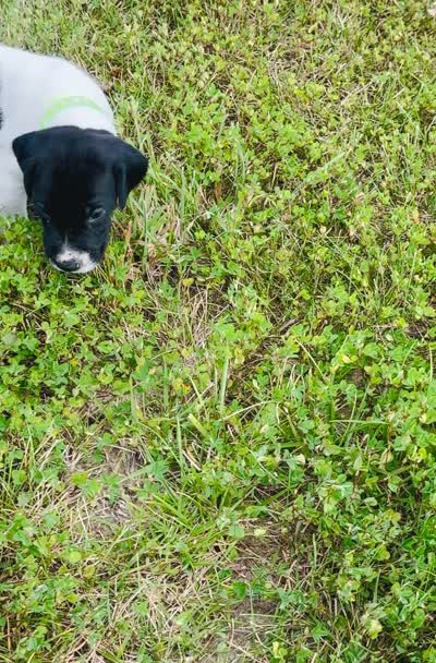GSP Male #3, a male German Shorthaired Pointer for sale in Buckner, MO – 6 of 6