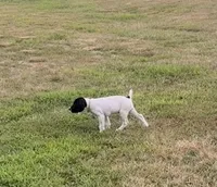 GSP Male #1, a male German Shorthaired Pointer for sale in Buckner, MO – 6 of 10
