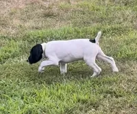 GSP Male #1, a male German Shorthaired Pointer for sale in Buckner, MO – 7 of 10