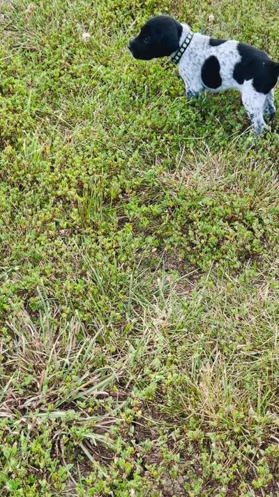 GSP Male #2, a male German Shorthaired Pointer for sale in Buckner, MO – 5 of 5