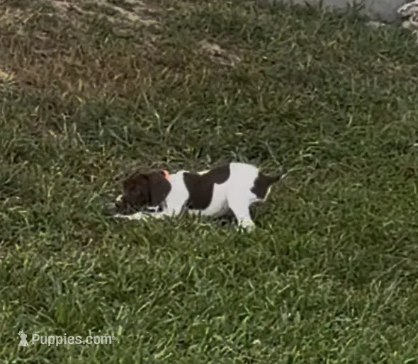 GSP Male #5 – German Shorthaired Pointer puppy for sale in Buckner, MO