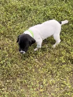 GSP Male #3, a male German Shorthaired Pointer for sale in Buckner, MO – 5 of 6