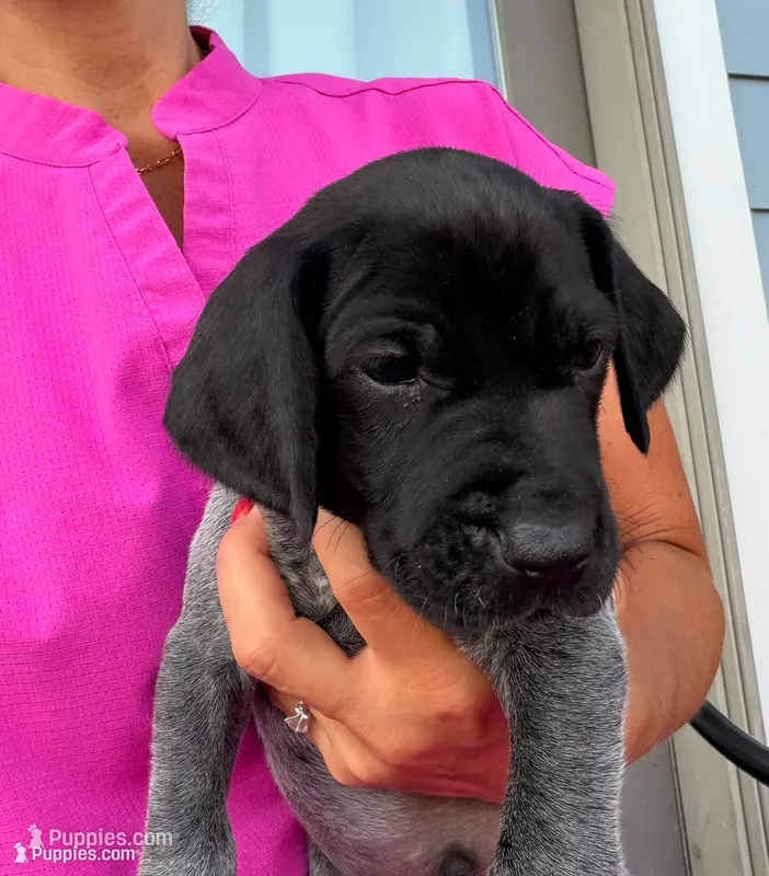 GSP Male #1 – German Shorthaired Pointer puppy for sale in Buckner, MO