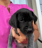 GSP Male #1, a male German Shorthaired Pointer for sale in Buckner, MO – 1 of 5