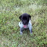 GSP Male #2, a male German Shorthaired Pointer for sale in Buckner, MO – 3 of 5