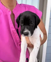 GSP Male #3, a male German Shorthaired Pointer for sale in Buckner, MO – 2 of 6