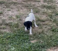 GSP Male #1, a male German Shorthaired Pointer for sale in Buckner, MO – 5 of 10