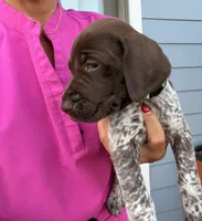 GSP Male #4, a male German Shorthaired Pointer for sale in Buckner, MO – 2 of 4