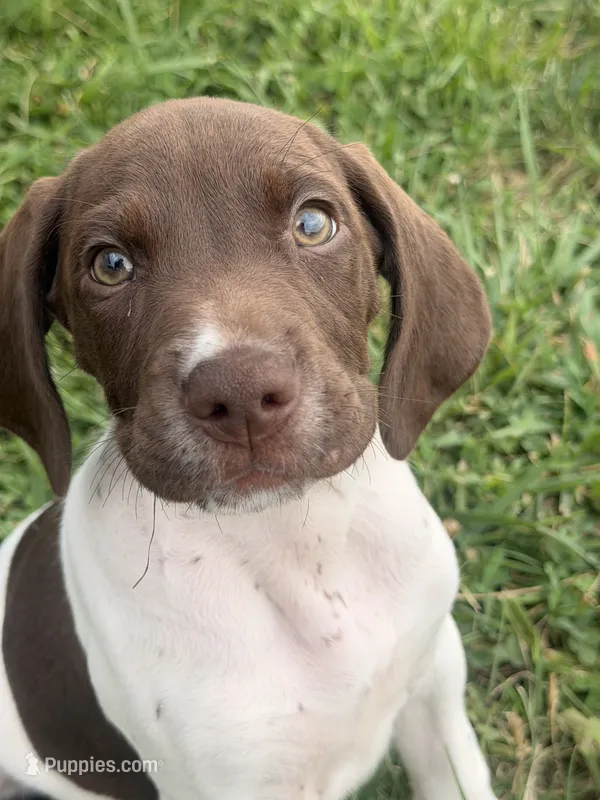 GSP Male #2 – German Shorthaired Pointer puppy on hold in Buckner, MO