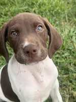 GSP Male #2, a male German Shorthaired Pointer for sale in Buckner, MO – 1 of 9