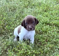 GSP Male #6, a male German Shorthaired Pointer for sale in Buckner, MO – 3 of 5