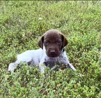 GSP Male #4, a male German Shorthaired Pointer for sale in Buckner, MO – 3 of 4
