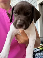 GSP Male #6, a male German Shorthaired Pointer for sale in Buckner, MO – 2 of 5