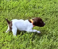 GSP Male #5, a male German Shorthaired Pointer for sale in Buckner, MO – 4 of 5