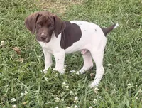 GSP Male #2, a male German Shorthaired Pointer for sale in Buckner, MO – 3 of 9