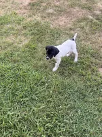 GSP Male #1, a male German Shorthaired Pointer for sale in Buckner, MO – 4 of 10