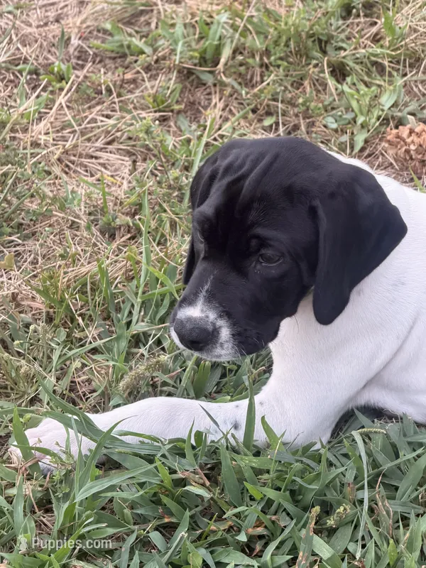 GSP Male #1 – German Shorthaired Pointer puppy for sale in Buckner, MO
