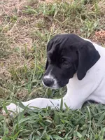 GSP Male #1, a male German Shorthaired Pointer for sale in Buckner, MO – 1 of 10