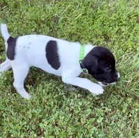 GSP Male #3, a male German Shorthaired Pointer for sale in Buckner, MO – 4 of 6